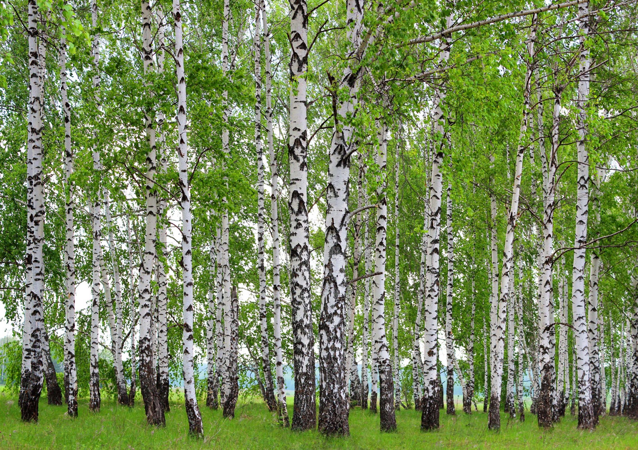Sunny Birch Forest Green Brown White Wall Mural 142 in x 106 in