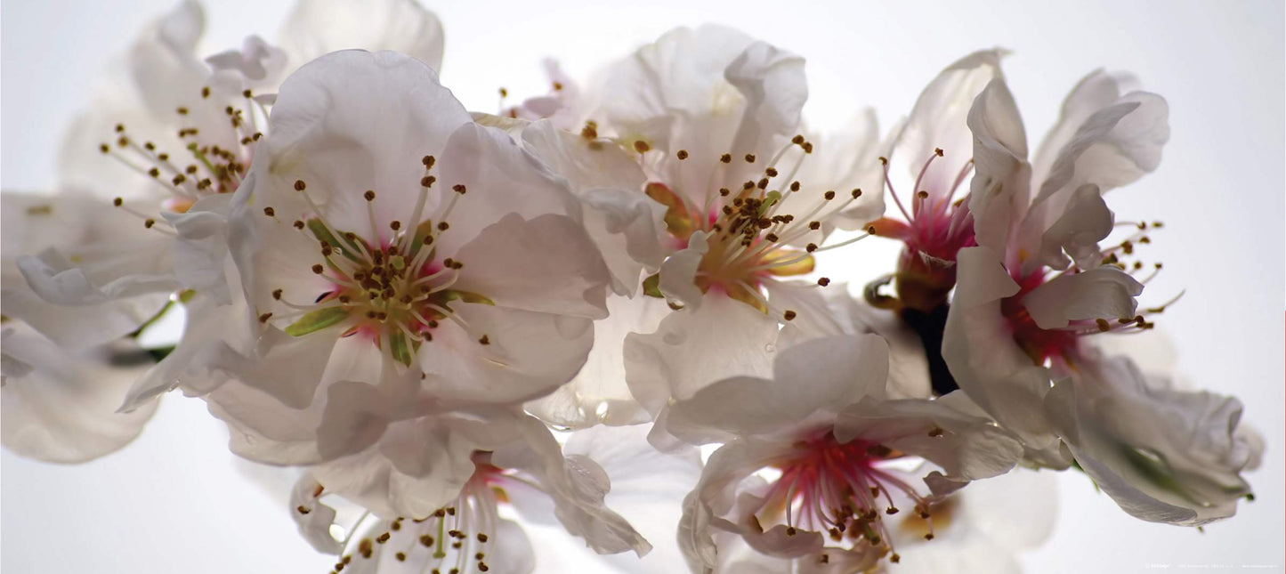 Succes Plum Blossom White Pink Green Wall Mural 80 in x 35 in