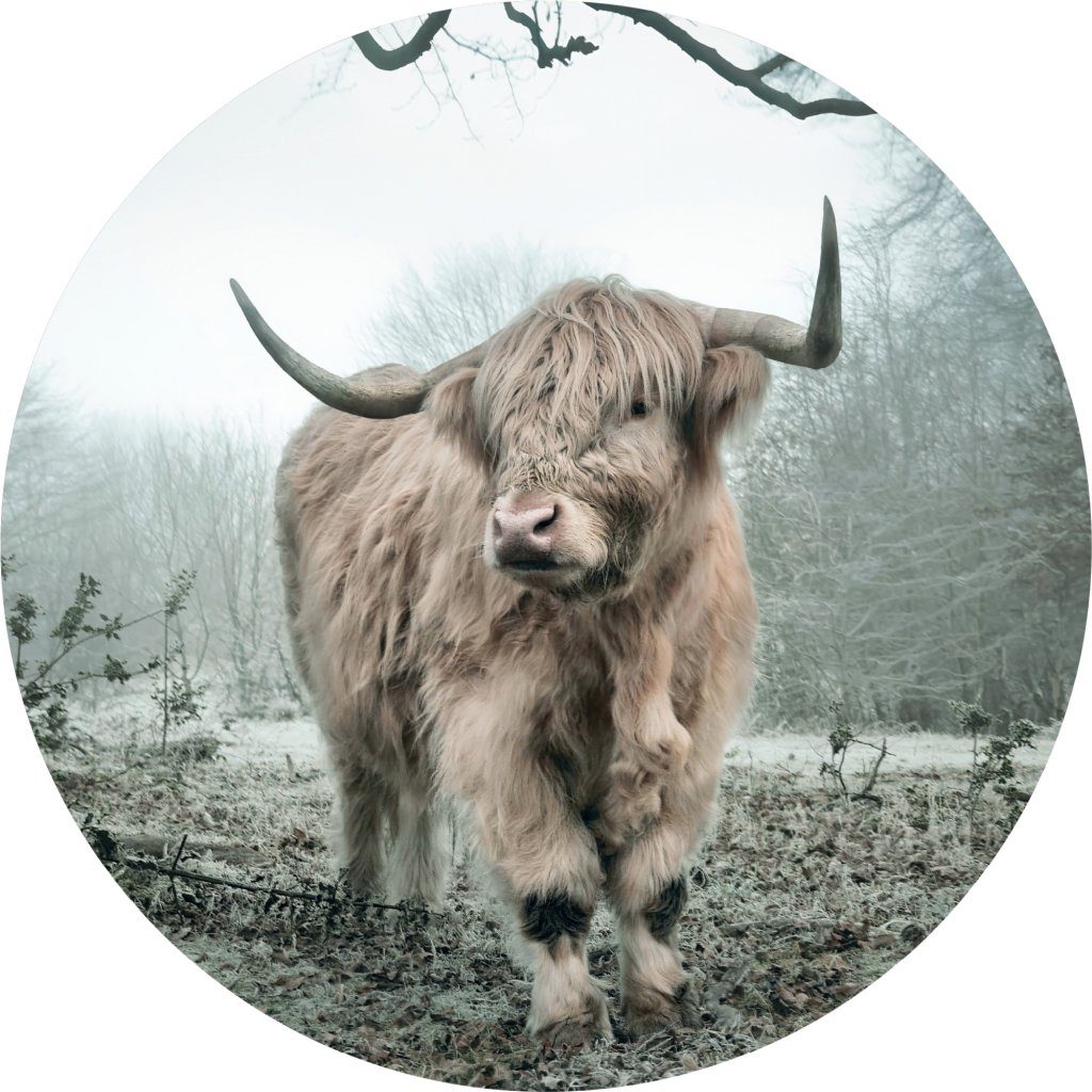 Highland Cow White Grey Contemporary Circular Peel and Stick Wall Mural, 28 in. (70cm) in Diameter