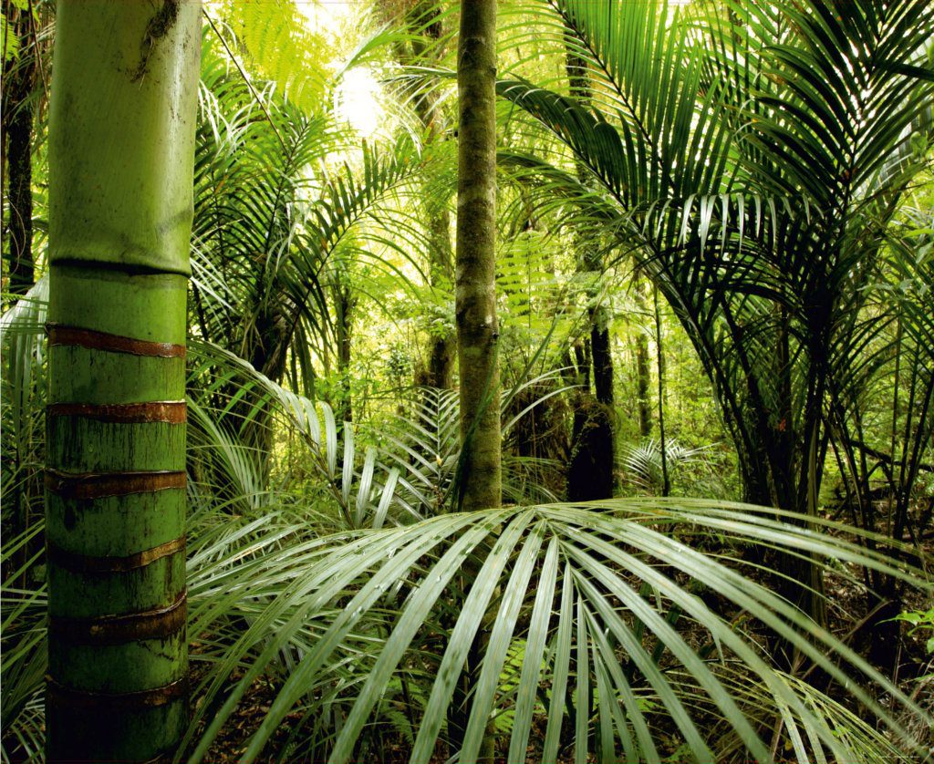 Banana Forest Green Modern Wall Mural, 142 in. X 106 in. (360cm X 270cm)