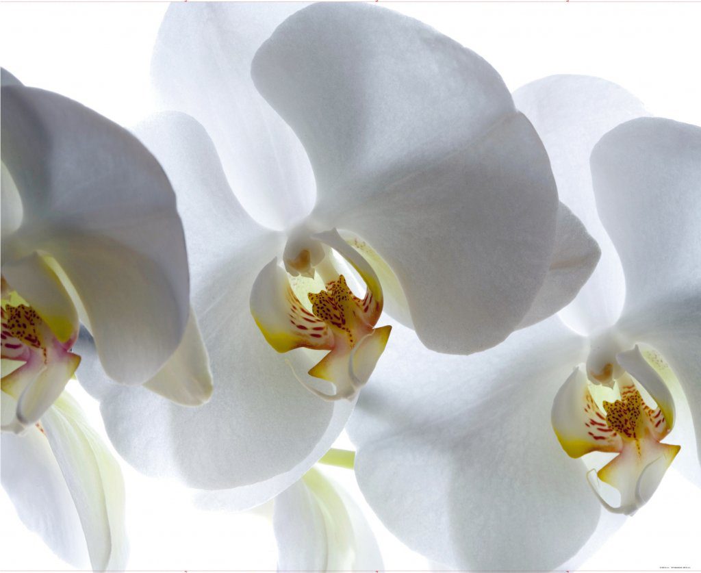 White Orchids White Yellow Modern Wall Mural, 142 in. X 106 in. (360cm X 270cm)