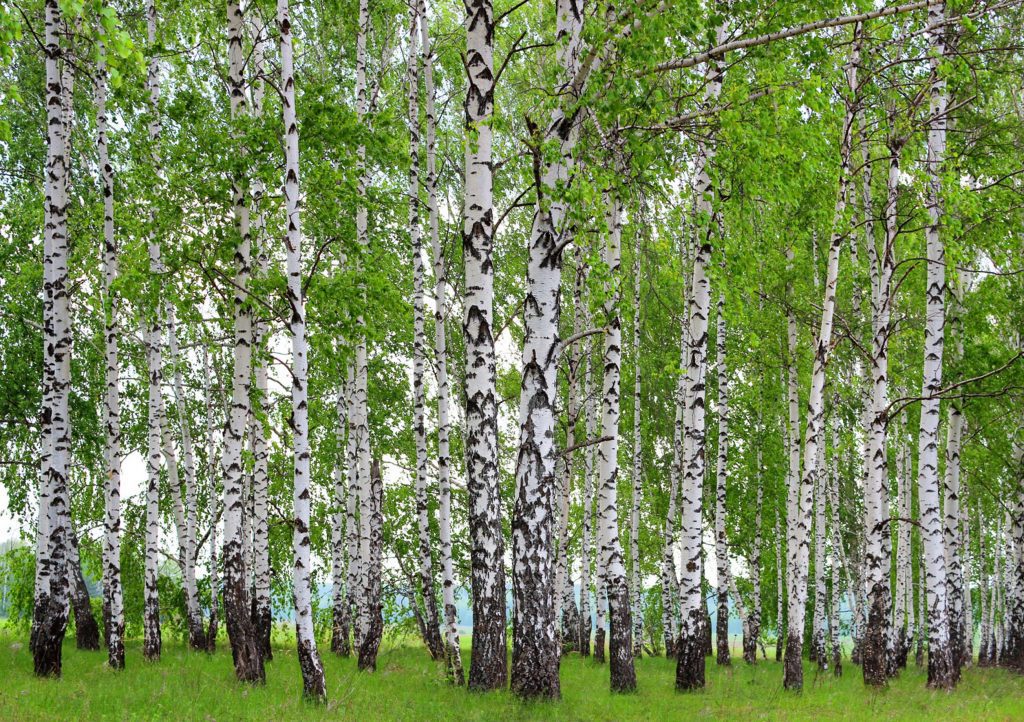 Sunny Birch Forest Green Brown White Wall Mural 142 in x 106 in