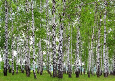 Sunny Birch Forest Green Brown White Wall Mural 142 in x 106 in