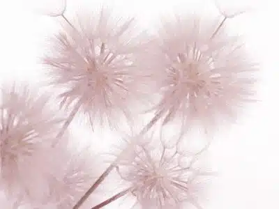 Dandelions Light Pink White Wall Mural 142 in x 106 in