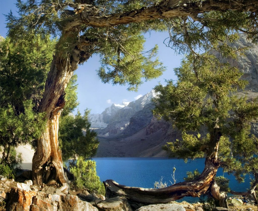 Mountain River Old Gnarled Tree Green Blue Wall Mural 142 in x 106 in